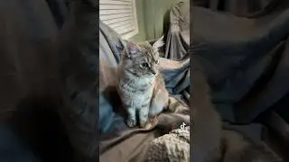 Someones 7 months she was just a baby a second ago #kitten #cat #kitty en
