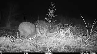Spring loaded kiwi