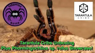 Tarantula Cribs Unboxing plus Phormingochilus sp. rufus Showcase!