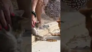 The Cat That Stopped a War!#PeaceCat #CatFacts #TrueStory #ViralShorts #CatsInHistory #MindBlown