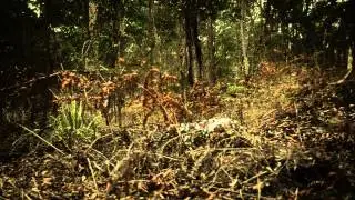Must have for ALL Hunters - Quietest Leaf Suit in the world! Apex Hunting 3D Leaf Suit