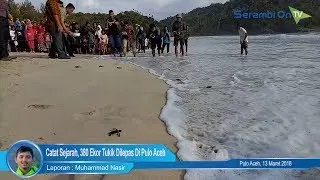 Catat Sejarah, 380 Ekor Tukik Dilepas Di Pulo Aceh