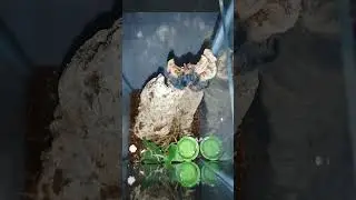 pink toe tippy toes having a meal #shorts #arachnid #spider #tarantula #feeding