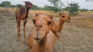Amazing Camel Family | The Bagri Camels of Punjab