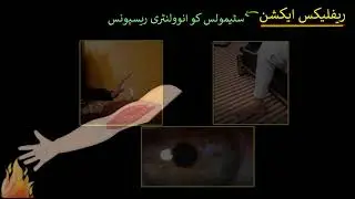 Reflex action & reflex arc | Control & Coordination | Biology | Khan  Academy Urdu