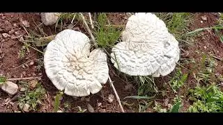 Бурдани айлок.Дараи Хайрон. Бо суруди  Исмати Рози.