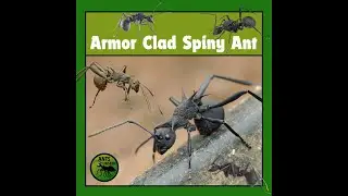 Polyrhachis armata &ndash; The Ultimate Ant Defense System
