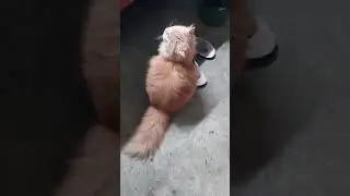 &ldquo;Just a cat enjoying a peaceful walk 🐾🐱Please Like, Comment and Subscribe 😊&rdquo;