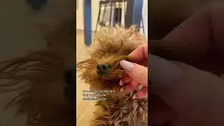 Can you cut your dog&rsquo;s whiskers? 🐶 #shorts #dogowner #dogmom #dogdad