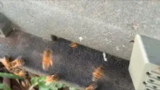 Beekeepers and stingless bee getting bee pollen #honey #beekeeper #beehive #nature #beelove #farm