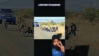 Union Is strength#wildlife #animals #trending #ytshorts #lion #tiger#shortsfeed #shortsviral#shorts