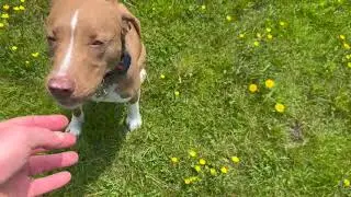 Pitt Bull Recall With Distractions And A Dog Training Fail