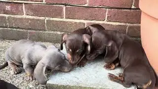 Mini dachshund puppies and their sticks 1