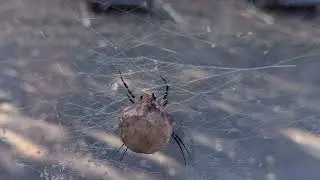 Spider cam egg sac time lapse