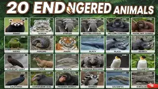 20 endangered animals and their information