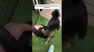 Baby monkey #monkey #pets #rescue #rescueanimals #animals #shortvideo #shorts