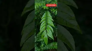 Creative Photography | Tips & Trickswith Phone using Pro ModeMobile| Photography Hacks