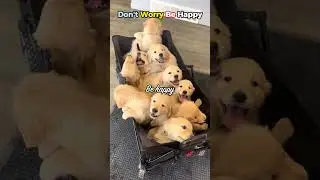 Don&rsquo;t Worry, Be Happy 🐶💛 | Dogs That Make You Smile #shorts