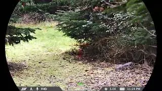 Squirrel 🐿️ DNT Optics Zulus 4K Tubed 