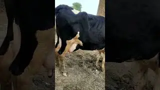 Farisan Cow for sale🐄🐮🐄