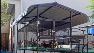 Mega size hi-tech chicken cage🐓 #littleprincessgarden #chicken #chickencage #chickens #egg #hitech