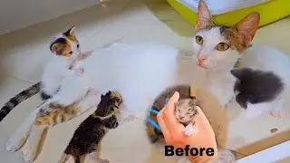 Trying to rescue the life of poor abandoned newborn kitten, adopted by the rescued mother cat