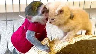 Baby monkey has fun playing with kitten Caramel Bibi