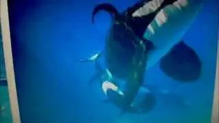 Orcas Mating