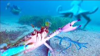 Crab vs Octopus vs Fish - Ozzy Man Reviews