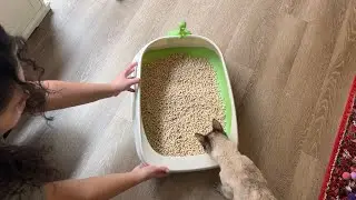 Purina Tidy Cats Litter Box System Review - 2 year update! How it works and why I still love it!