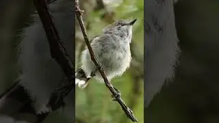 Cute Grey Warbler Birdsong #birds #birdsounds #nature #birdsong