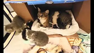 How To Introduce Motherless Kittens To A Foster Mom For Easy Feeding And Care