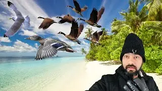 কানাডার তীব্র শীতে পাখি কিভাবে বাঁচে | How Birds Survive Winter in Canada |mycanada