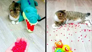 Cat Marbles Satisfying Reverse Video ASMR Funny Video