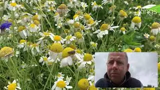 Syngenta Operation Pollinator Annual Wildflower Mix buzzing with bees