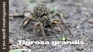 Tigrosa grandis Identification