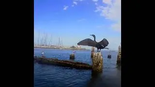 Jet black, shiny #european shag plumage