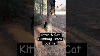 Cat Sisters Playing Outside #CatVideos #FunnyCatVideos