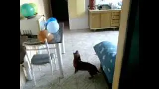 CÃO BOBBY EM TRAVESSURAS COM OS BALÕES