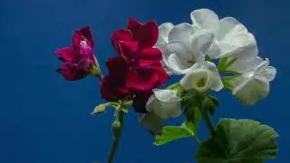 Natural Beautiful Flowers Intro Red and White Roses 2021