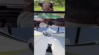Elephant's Hilarious Reaction to a Surprise! | Raw Footage
