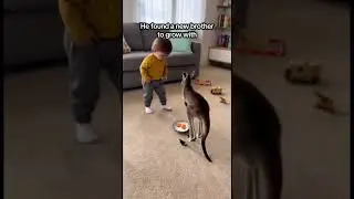Кенгурёнок нашёл новую семью 🦘❤️ #animals #спасение #животные