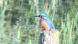 Kingfisher, Nosterfield Quarry