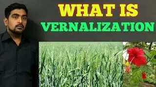 VERNALIZATION - EASY WAY FOR NEET EXAM