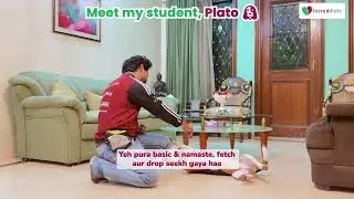 IncrediPets Dog Training | Delhi NCR Mumbai Chandigarh | Best Dog Trainers Professional&nbsp;Dog&nbsp;Training