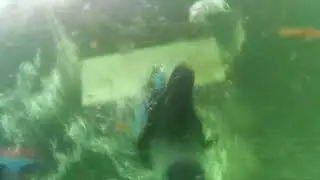 Minimal invasive biofoul management hull cleaning technique