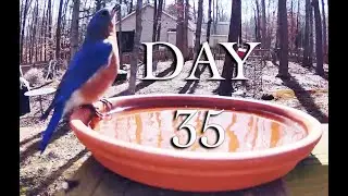 Ring Camera turned Wildlife cam day 35!