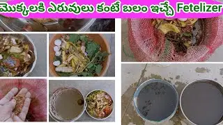 కిచెన్ వేస్ట్ లిక్విడ్ fetelizer for Plants #bellamanusha #kitchen #waste #fetelizer #plants #garden