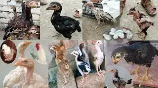 Aseel chicks Sasti Mandi video 2025 | Aseel murgi ke bacche ki pahchan | aseel murgi ke bache price