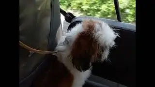 Rare dog breed shero//अनदेखी नसल  *